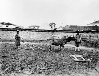 Contadini cinesi che usano buoi per arare il loro campo, c.1865